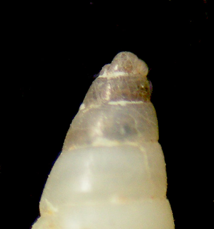 odostomia